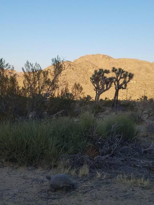 Steph'S Panorama Paradise-Nat'L Park Minutes Away Joshua Tree Eksteriør bilde