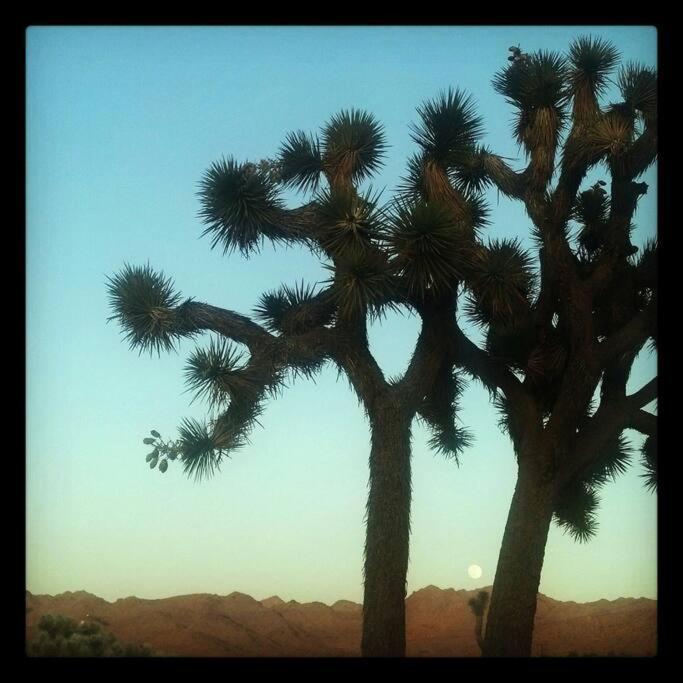 Steph'S Panorama Paradise-Nat'L Park Minutes Away Joshua Tree Eksteriør bilde
